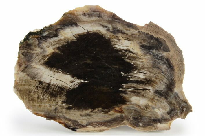 Polished, Petrified Wood (Metasequoia) End-Cut - Oregon #248734